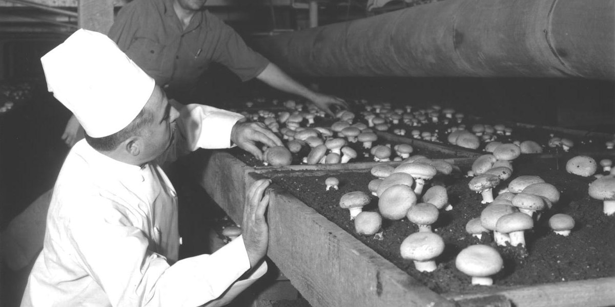 Photo of Chef Boyardee inspecting fresh mushrooms